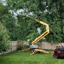 How Our Tree Care Process Works  in  Houma, LA