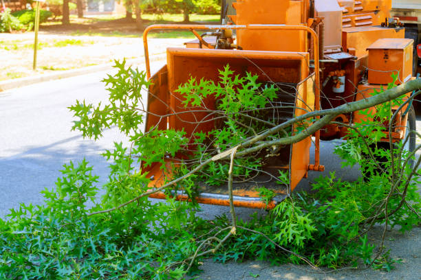 Houma, LA Tree Care Services Company